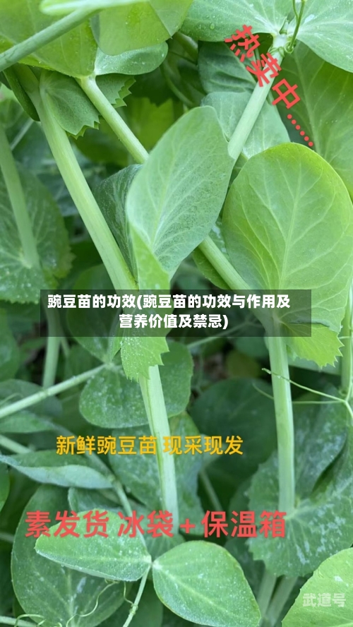 豌豆苗的功效(豌豆苗的功效与作用及营养价值及禁忌)