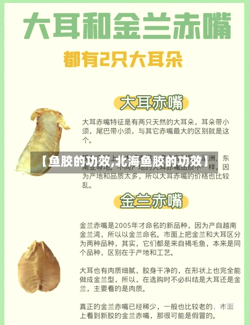 【鱼胶的功效,北海鱼胶的功效】