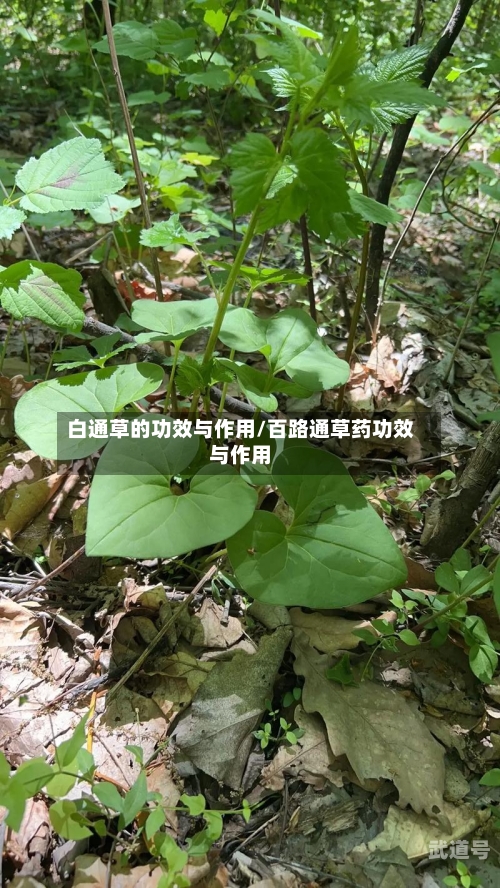 白通草的功效与作用/百路通草药功效与作用