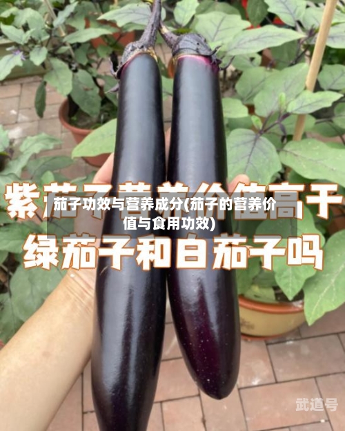 茄子功效与营养成分(茄子的营养价值与食用功效)