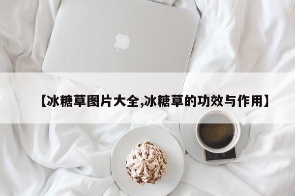 【冰糖草图片大全,冰糖草的功效与作用】